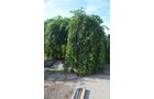 Property photo 46 - REAL ESTATE AUCTION - 26+/- ACRES IN 3 TRACTS IN SOUTHWEST ALLEN COUNTY, INDIANA